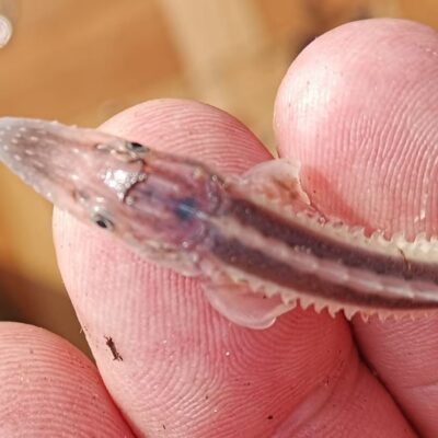 осетр Дунай