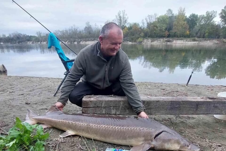 осетр Дунай