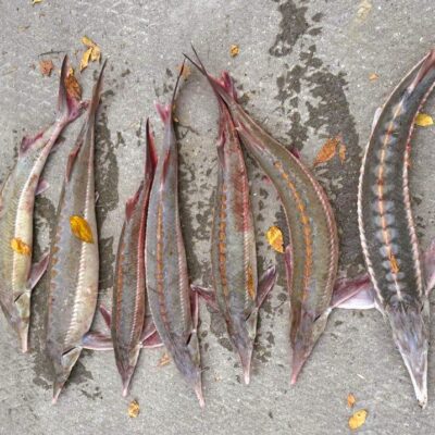 осетрові Дунай