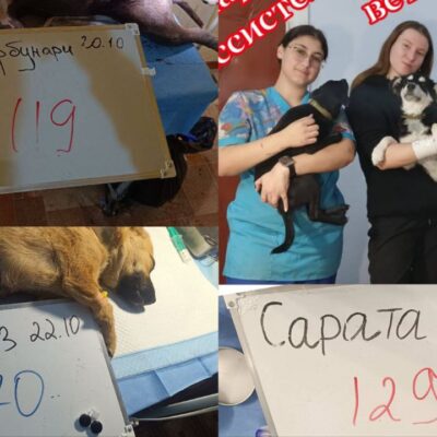 Стерилізація Татарбунари Арциз сарата