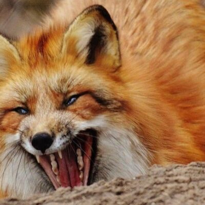 відстріл диких хижих тварин