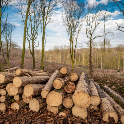вирубка лісу Татарбунари