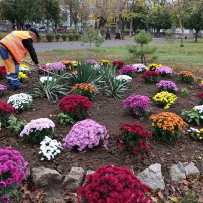 дерева та квіти Білгород-Дністровський