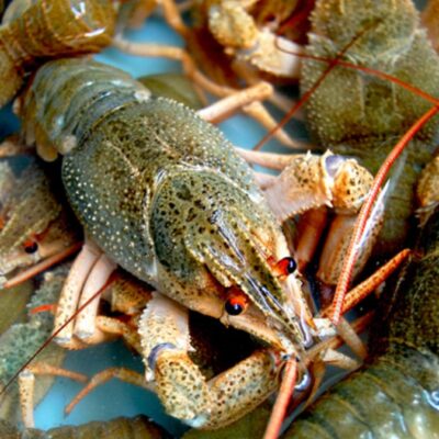 заборона на вилов раків Одещина