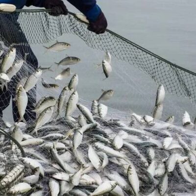 аукціони на промисловий вилов риби у річці Дунай