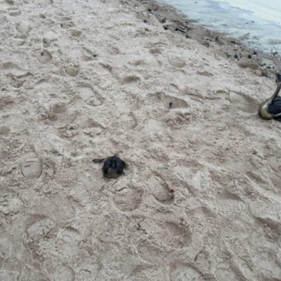 Чорне море загиблі птахи