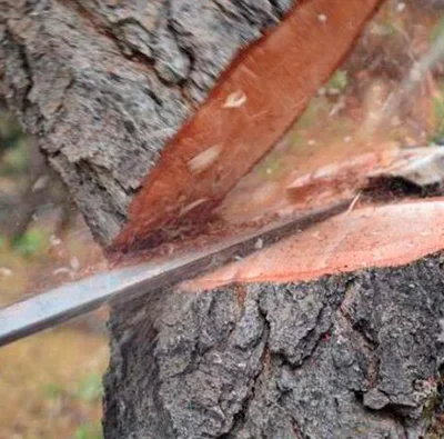 Саф'янівська громад дерева штраф