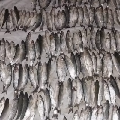 Тузлівські лимани браконьєр кефаль