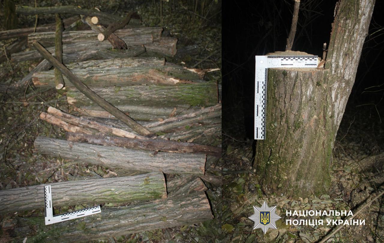 Буджацька громада вирубка лісу