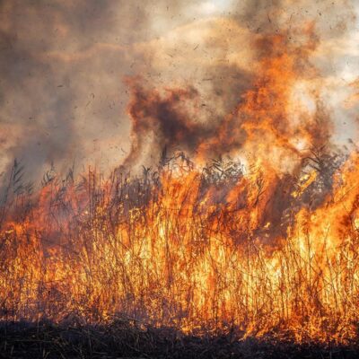 Дунайський біосферний заповідник пожежа