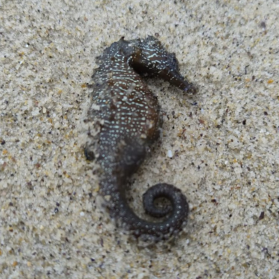 Одеса морські коники