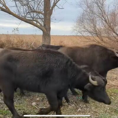 Острів Білгородський водяні буйволи