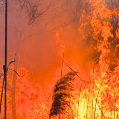 плавні Дунайський біосферний заповідник пожежа