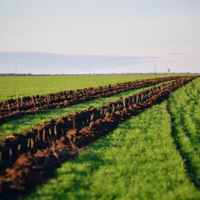 Тузлівськи лимани лісосмуги