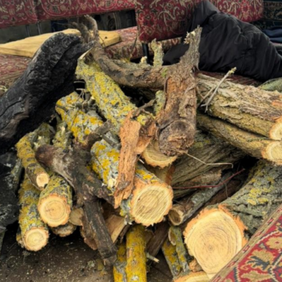 Білгород-Дністровський район порубка дерев