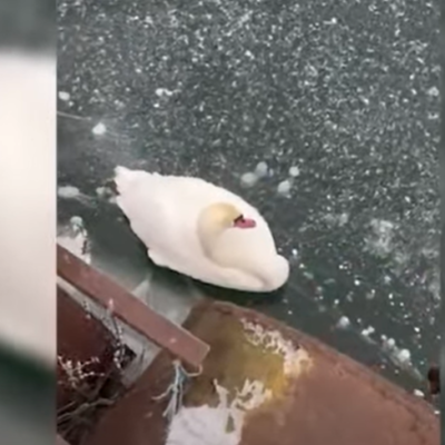 Білгород-Дністровський район порятунок лебедя