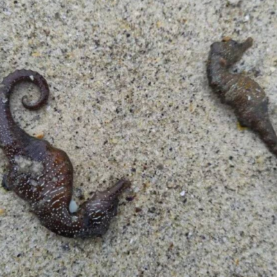 Одеса загибель морських коників