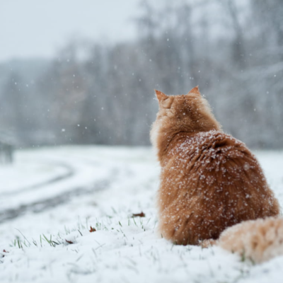 Одещина погода