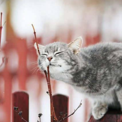 Одещина погода