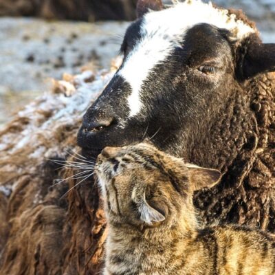 Одеський зоопарк Пара року - 2026