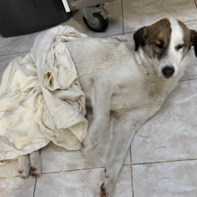 Рені чоловік стріляв у безпритульну собаку