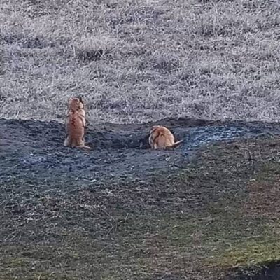 Тарутинський степ бабаки