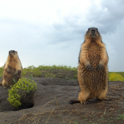 Тарутинський степ бабаки