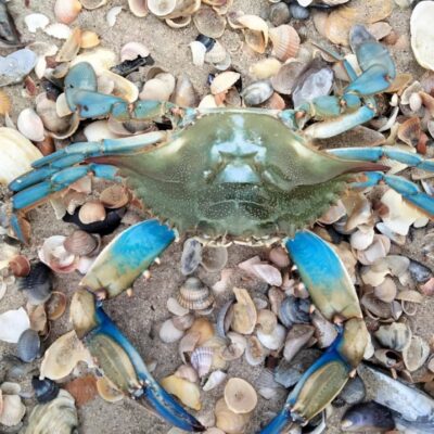 Тузлівські лимани блакитний краб