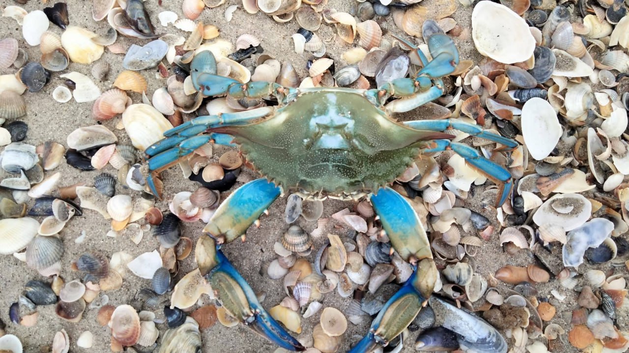 Тузлівські лимани блакитний краб