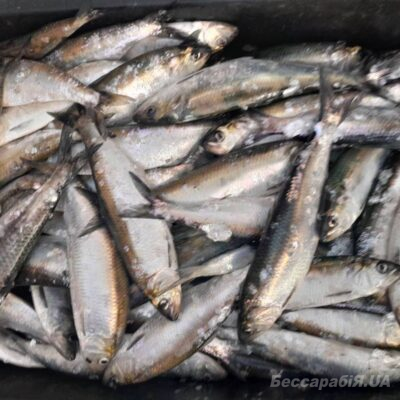 Вилкове дунайський оселедець