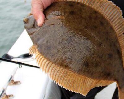 заборона на вилов камбали