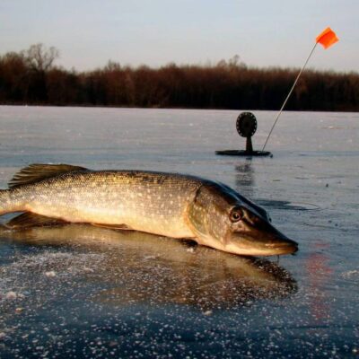 заборона на вилов щуки