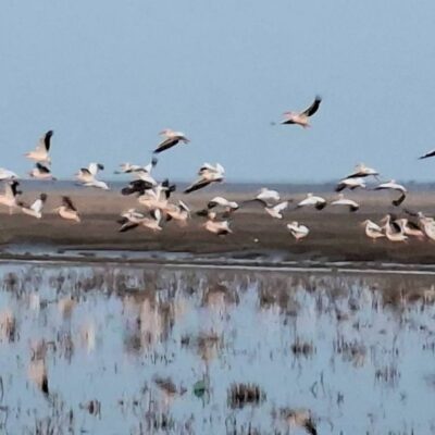 Дунайський біосферний заповідник рожеві пелікани