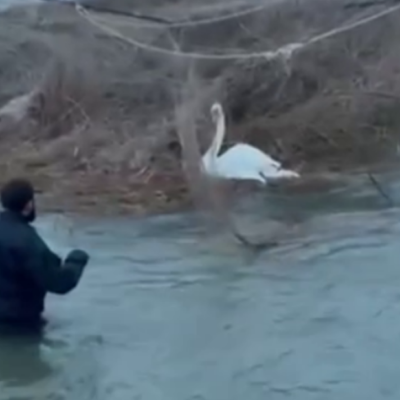 морські прикордонники визволили лебедя з пастки