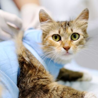 Одещина французькі ветеринари