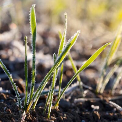 Одещина озимі культури