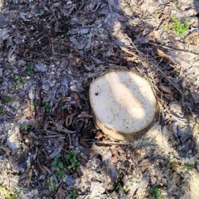 Сарата незаконна рубка дерев