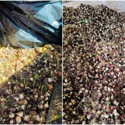 Сергіївська громада тюльпани