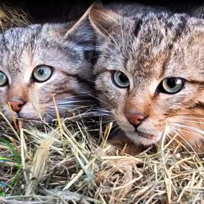 Тузлівські лимани лісови коти