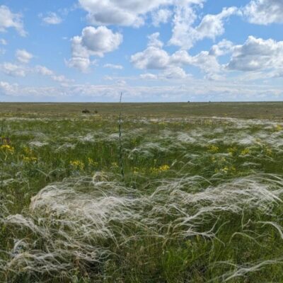 Буджацька громада відновлення природних екосистем