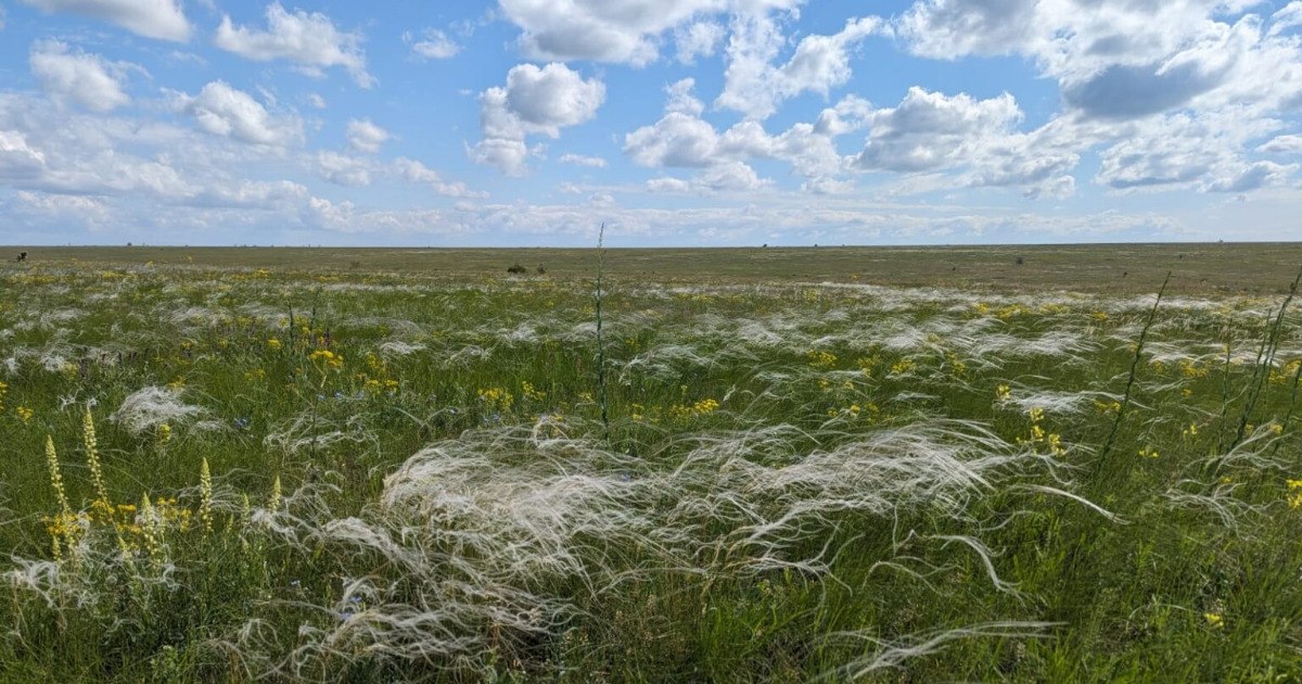 Буджацька громада стала учасницею проєкту з повоєнного відновлення природних екосистем на півдні України