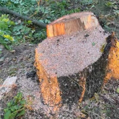 Плахтіївка вирубка дерев