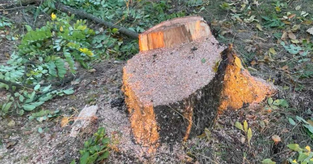 Плахтіївка вирубка дерев