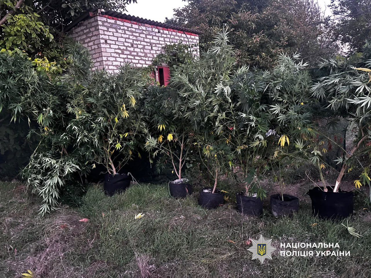 На Одещині завершено другий етап спецоперації «Джентльмени»: ліквідовано чотири нарколабораторії